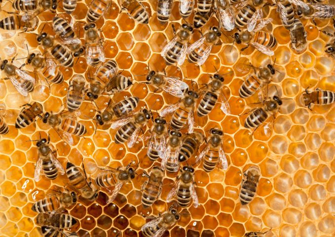 Des ruches, des abeilles et des hommes. - Le Panier de la Ferme